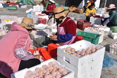 涼山德昌 疫情防控和農產品銷售兩不誤，扎實做好疫情防控期間農產品銷售工作